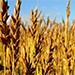 В Шадринском районе аграрии ООО "Миллениум" остановили уборку урожая по причине низких зарплат
